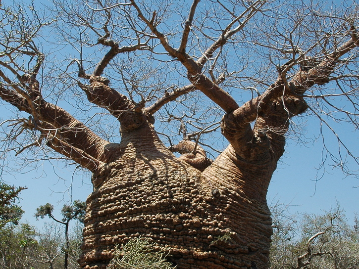 hình dáng